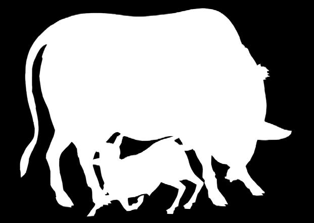 Dakshin Vrindavan is a Non Profit charitable Trust registered in India Care for Cows Dakshin Vrindavan maintains abandoned cows, bulls, retired oxen, and orphaned calves.