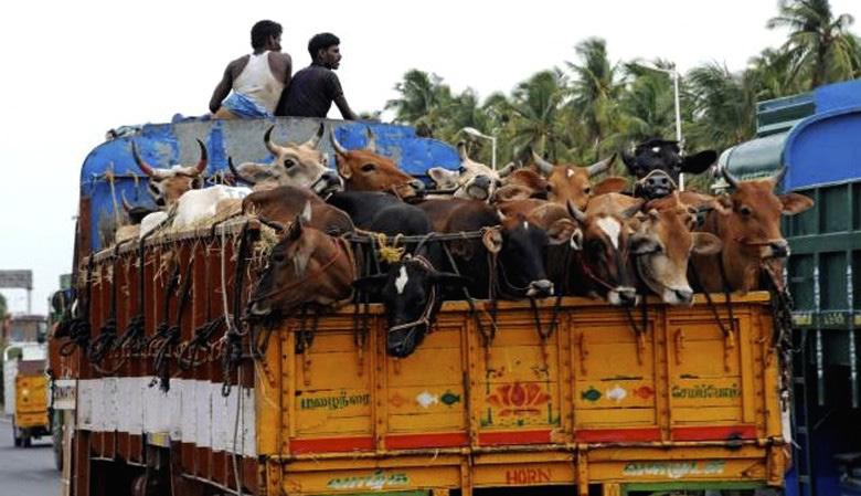 What do we do... Rescuing the Indian cows from slaughter houses We rescue cows from slaughter houses and from cruel transporters.