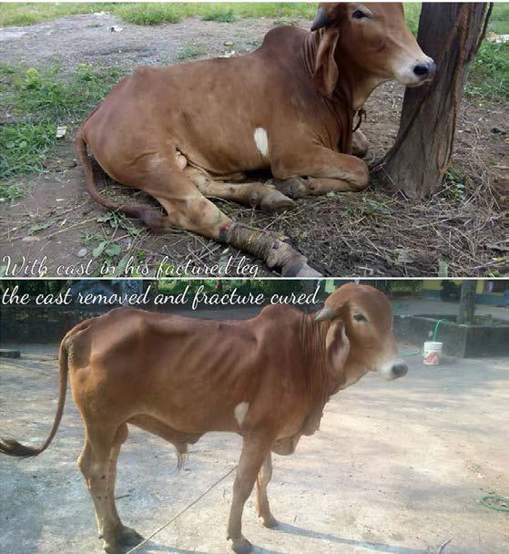 Providing nutritious food, medical care and love It is not humans who should decide the lifespan of animals. We make arrangements so that our saved cows enjoy a good life until their natural death.