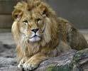 Animal Learn About the Lion Do you know very much about lions? I found some very interesting facts about them.