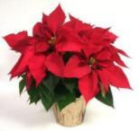 Order Poinsettias! Sign up by December 3rd On December 17th, we ll fill the front of the sanctuary with poinsettias in honor of or in memory of our loved ones.
