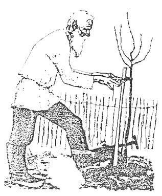 5. BOSANSKI JEZIK 6 (POUČNA PRIČA) Jednom jahao vladar sa pratnjom kroz polje. Najednom on ugleda kako neki nemoćan starac sadi maslinovo drvo.