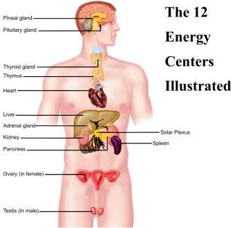 Energy Center Clearing Chart Energy Center Gland Physical Function Pineal Pituitary Thyroid Thymus Pineal Pituitary Thyroid Thymus Produces melatonin which regulates your sleep cycle Secretes the