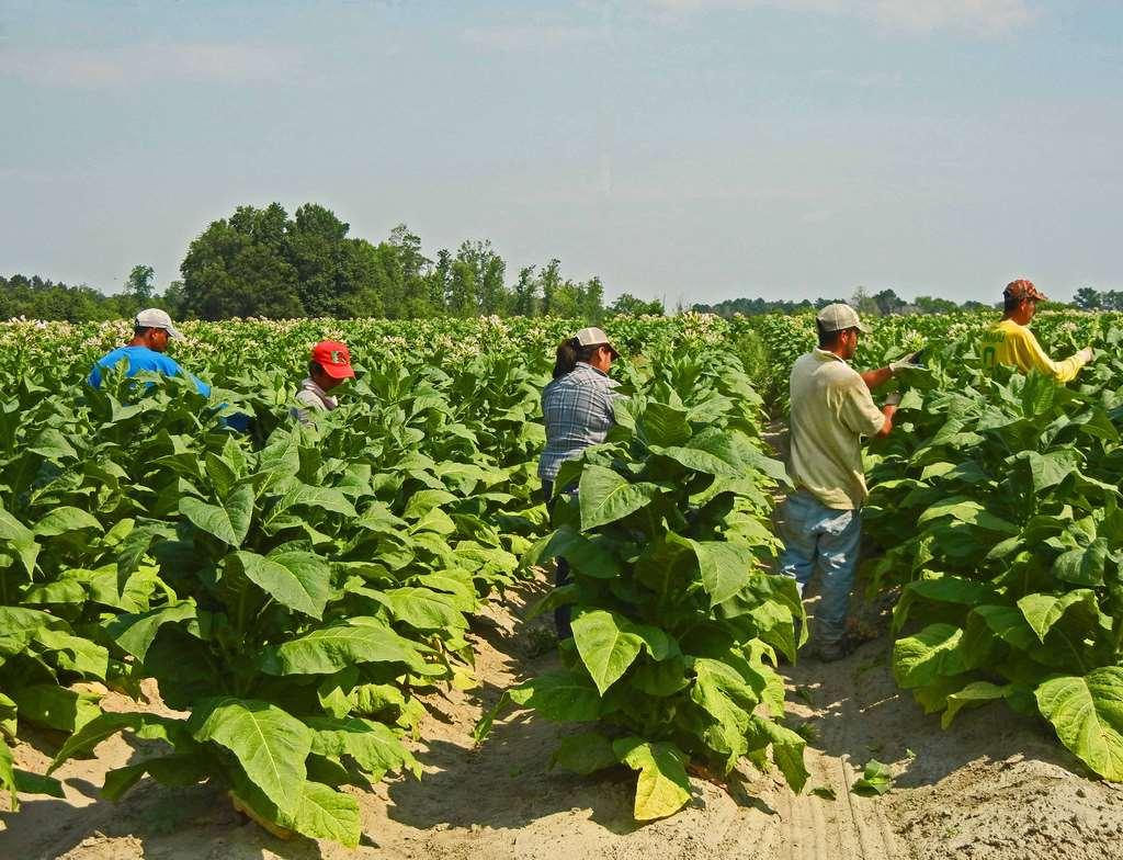 Bewitching Weed Tobacco requires a lot land.