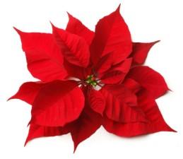 Deadline for Poinsettia Orders is Tuesday, Dec. 4!! With Christmas on the way, now is the time to order poinsettias if you would like to help decorate our sanctuary on Dec. 16, 23, 24, and 30. Each 6.