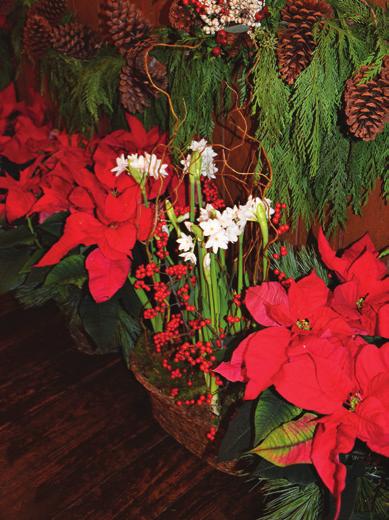 Christmas Poinsettias You may purchase beautiful poinsettias to honor a loved one and decorate our worship spaces for Christmas.