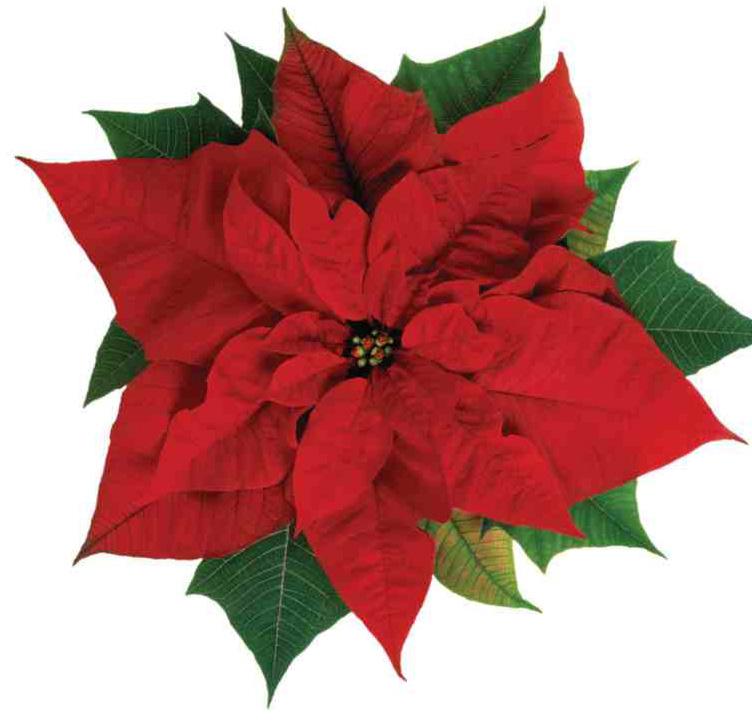 Poinsettia plants are $15.00 each. (Do not put in offering plates.) Please place your completed order-envelope in the special baskets found in the servery or at the entrance to the Sanctuary.