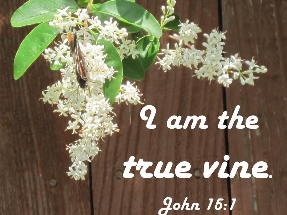 T is for true vine Imagine you are a vine. Where would you want to be planted?
