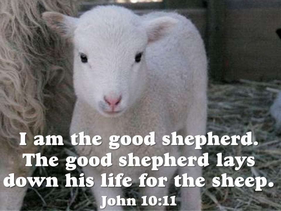 G is for good shepherd Write a short story about a shepherd who saves a lamb from either a wolf, bear or lion.