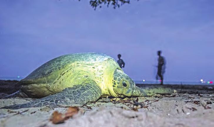 ENVIRONMENT Flippin hard: Myanmar s sea turtles fight against the odds 13 THAMEEHLA ISLAND (Myanmar) Peril plagues the lives of Myanmar s baby turtles: if crabs don t get them before they scramble