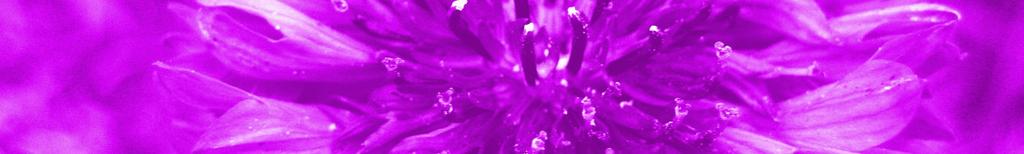 s kingdom now to be : Violet glowing radiant light Violet Fire Merciful Might