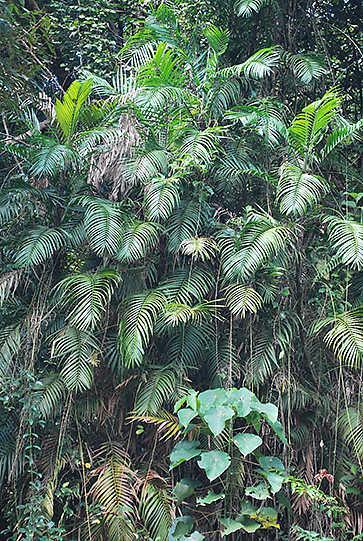 Hotspots of rattan found in Western Ghats Scientists have discovered that non-protected areas near the Agastyamalai Biosphere Reserve, Silent Valley-Mukurthi National Parks and Coorg-Wayanad in the