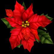It s time to place your poinsettia orders in memory of your loved ones for our Christmas services.