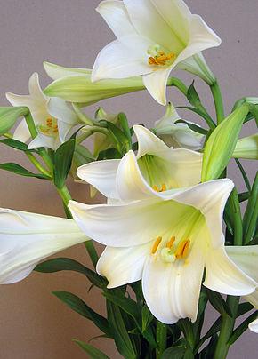 Easter Lilies or Tulips If you wish to provide a lily or tulips to help beautify our sanctuary on Easter Sunday, please give $11.00 to Brenda Goodale by March 29.