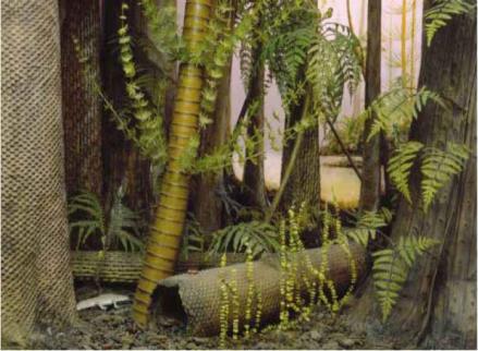 Page 6 of 11 02/28/2014 ~370 Million Years Ago Lycopods & Ferns Second Mass Extinction 359 million years ago