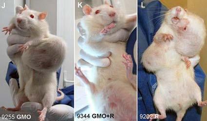 In September of 2012, Caern University in France released the first ever long term study of rats given GM corn, one of the most widely consumed of genetically modified foods.
