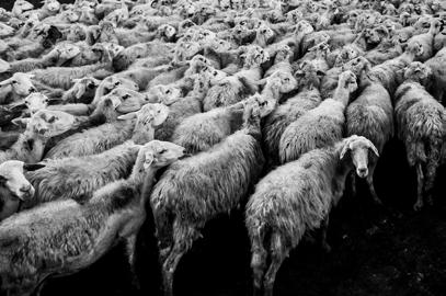 Lesson #8 Sheep (John 10:27) 1. Compare Isaiah 53:6 with Romans 3:23 and 1 John 1:8. What truth is conveyed? 2. Read John 10:1 10. A. Describe a door to a sheepfold (v.7) B. How will we be saved (v.