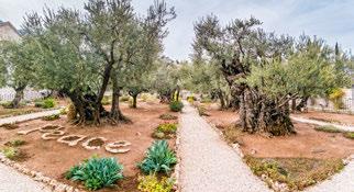 Further down, we will come a private garden near Gethsemane for some quiet time together.