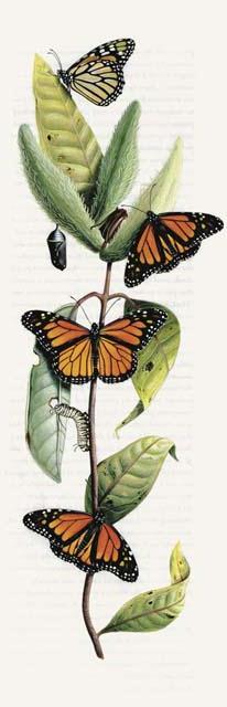 In Christian art the butterfly symbolizes resurrection.