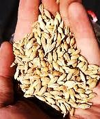 What is Abib? Exodus 9:31 And the flax and the barley was smitten: for the barley was in the ear (ear hebrew = ABIB!), and the flax was bolled. Abib indicates a stage in the development of the barley!