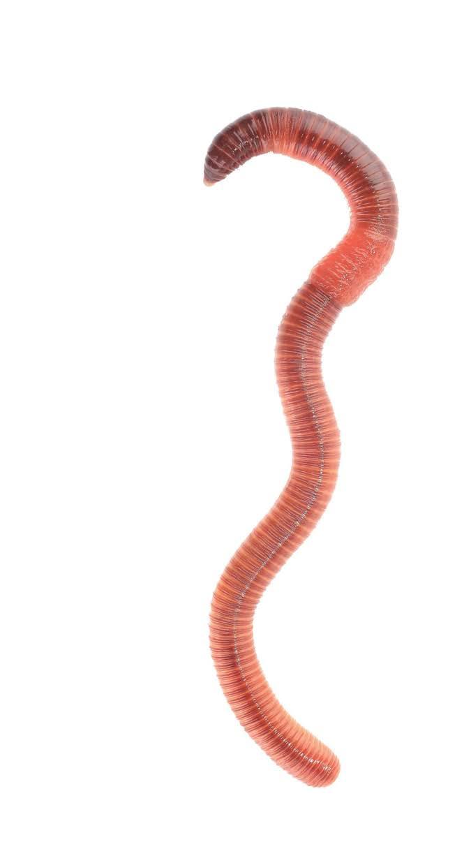 So you know that the earthworm is alive and the gummy worm is not.