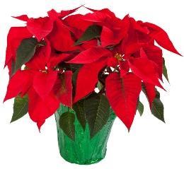Poinsettia Sale-Deadline Dec. 17 If you would like to buy plants for the altar the cost is $13 per plant. You have a choice of red, white, or pink.