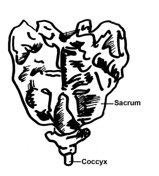 47 Now take your awareness into the coccyx. Get a feel for the energy inside the coccyx.