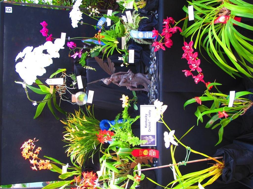 Upcoming Orchid Shows 2017 April 22-23 Central Indiana Orchid Society