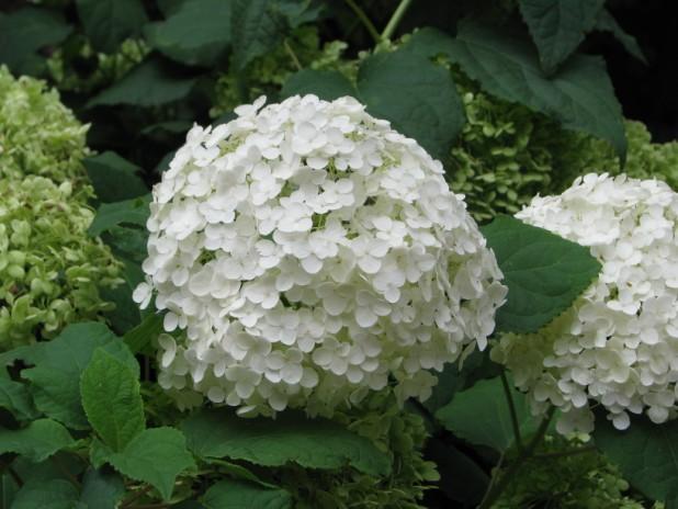 The large, showy blossoms of the Hydrangea come in different colors and shapes, brightening up any garden. For our own home landscape and garden, I have chosen three different varieties.