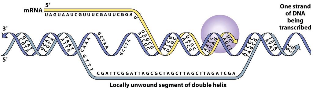 Transcription of DNA Transcription Information transport Uses RNA