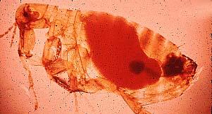 Flea xenopsylla