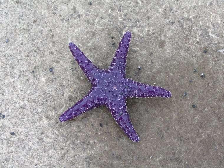 He approached the figure and realised that it was a young girl and she was actually reaching down, picking up starfish from the still-wet sand, and throwing them into the ocean.