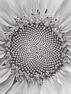 For example, the number of petals (or florets) of a plant often are Fibonacci numbers.