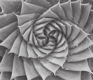 quence: 34, 55, or 89, depending on the size of the sunflower. The seeds in the sunflower head are arranged in two interlaced sets of spirals in opposite directions.