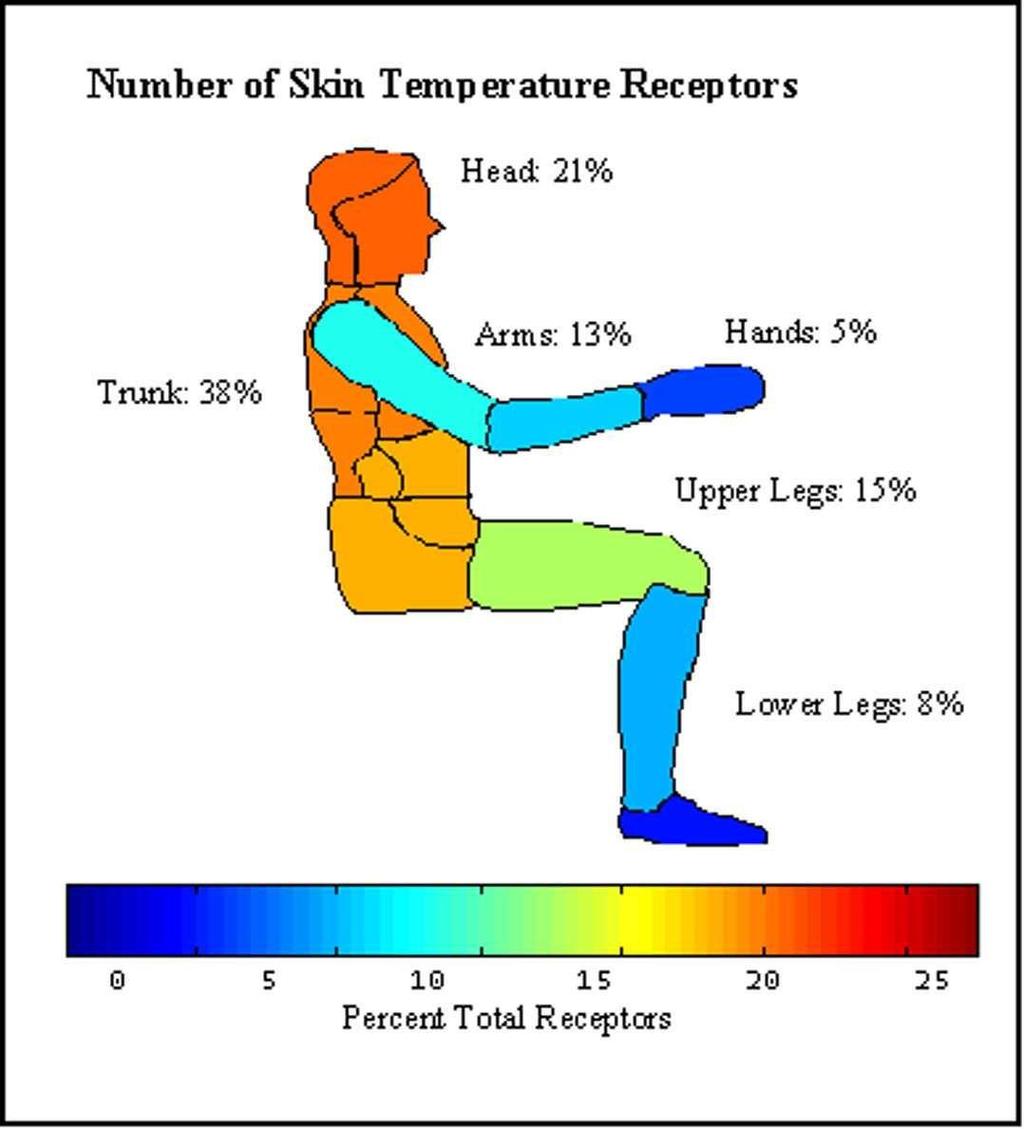 Number of Skin Temperature Receptors The Single Sense of Touch Has 5 Sensations At least