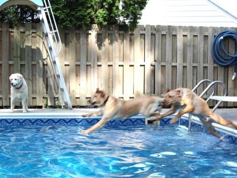 Actually, it s a dog swimming party.