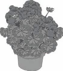 Junior Catholic Daughters-2015 27 th Annual Spring Plant Sale POTS $4.00 Geraniums * Begonias * New Guinea Impatiens * Wave Petunias Flats-Full (48) $18.
