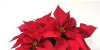 Page 4 POINSETTIA S FOR CHRISTMAS If you would like to place a poinsettia in the sanctuary this Christmas in memory or in honor of a special person, please complete the form below and return it, with