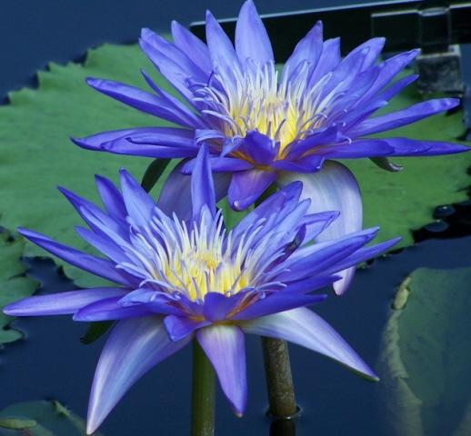 cause -- be it action, word or thought -- will imprint an effect that can be seen in this lifetime or in future lives. The lotus produces a beautiful flower even with its roots in the dirtiest water.