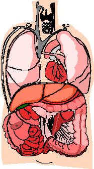 VESTIGIAL ORGANS tonsils A function is now known for almost every organ in the human body.