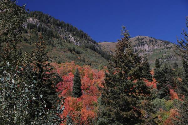 Fig. 3. USA: UTAH: Utah Co., Mount Timpanogos, Little North Fork Creek at BYU Timp Lodge, N 40.38920 W 111.58580, elev. 1934 m, 13 September 2010, C. R. Nelson #9683.
