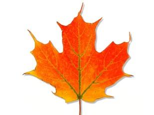 leaf or two to help us provide for those in need during the Thanksgiving Holidays.