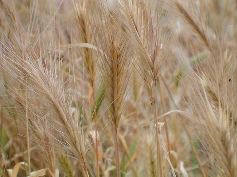 Activity: Show the children the pictures of the wheat and the weeds. Can they tell the difference? Invite them to look at how similar they look.