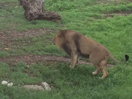 Prayer Update From Israel (November 30, 2015) The King of Beasts in a Jerusalem Zoo. Surely the Lord YHVH does nothing, unless He reveals His secret to his servants the prophets. A lion has roared!