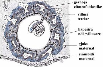 Pamja e embrionit nga The Developing Human, Moore dhe Persaud, 5th ed., f. 73.