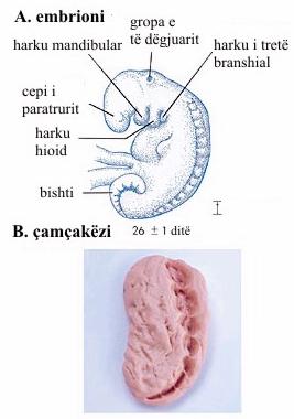 Madhësia e embrionit është 4 mm. (The Developing Human, Moore dhe Persaud, 5th ed., f. 82, nga Professor Hideo Nishimura, Kyoto University, Kyoto, Japan.