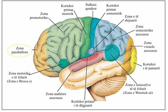 Pra, kjo zonë e trurit është përgjegjëse për planifikimin, Figura 12: Regjionet funksionale në hemisferën e majtë të korteksit cerebral.