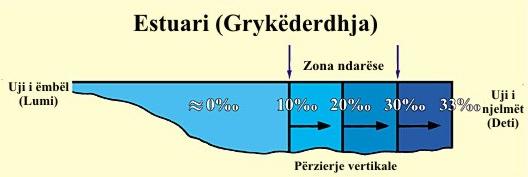 ndryshme nga uji i ëmbël i lumit, apo nga uji i kripur i detit 24 (fig. 14). Figura 14: Seksion longitudinal i cili tregon kripësinë (pjesë për mijë ) në grykëderdhjen e lumenjve në det.