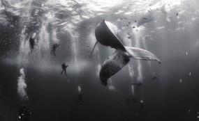 Walgram from Austria, at the FIS Alpine World Ski Championships, and underwater shots of humpback whales off the Pacific coast of Mexico, by the Mexican photographer Anuar Patjane Floriuk.