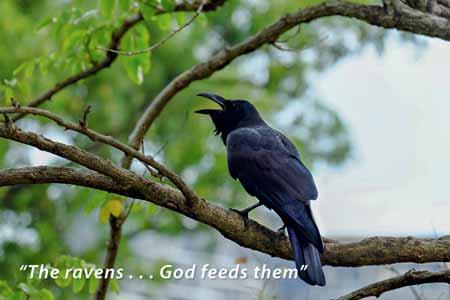and yet God feeds them; how much more valuable you are than the birds! Luke 12:24 (NASB) Why did Jesus specify the ravens and not all birds?